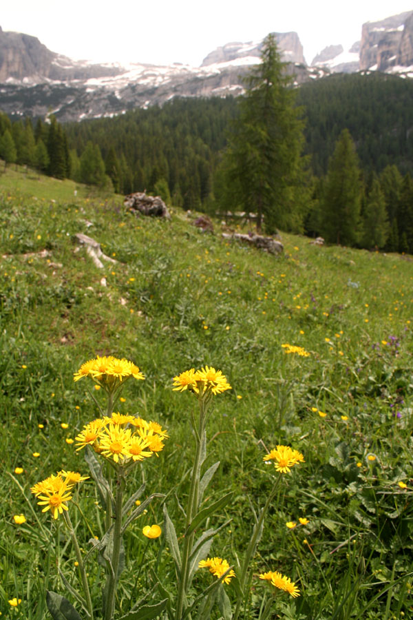 Girovagando per le incognite (per me) dolomitiche terre....